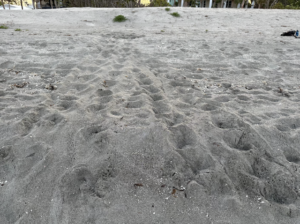 Nesting crawl of a loggerhead sea turtle (Caretta caretta) documented on Siesta Key, April 26.